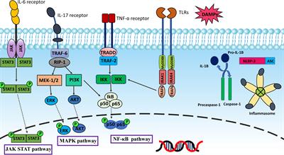 The landscape of non-coding RNAs in the immunopathogenesis of Endometriosis